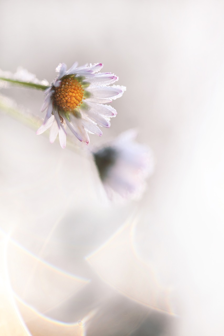 Image - madelief daisy flower winter ripe