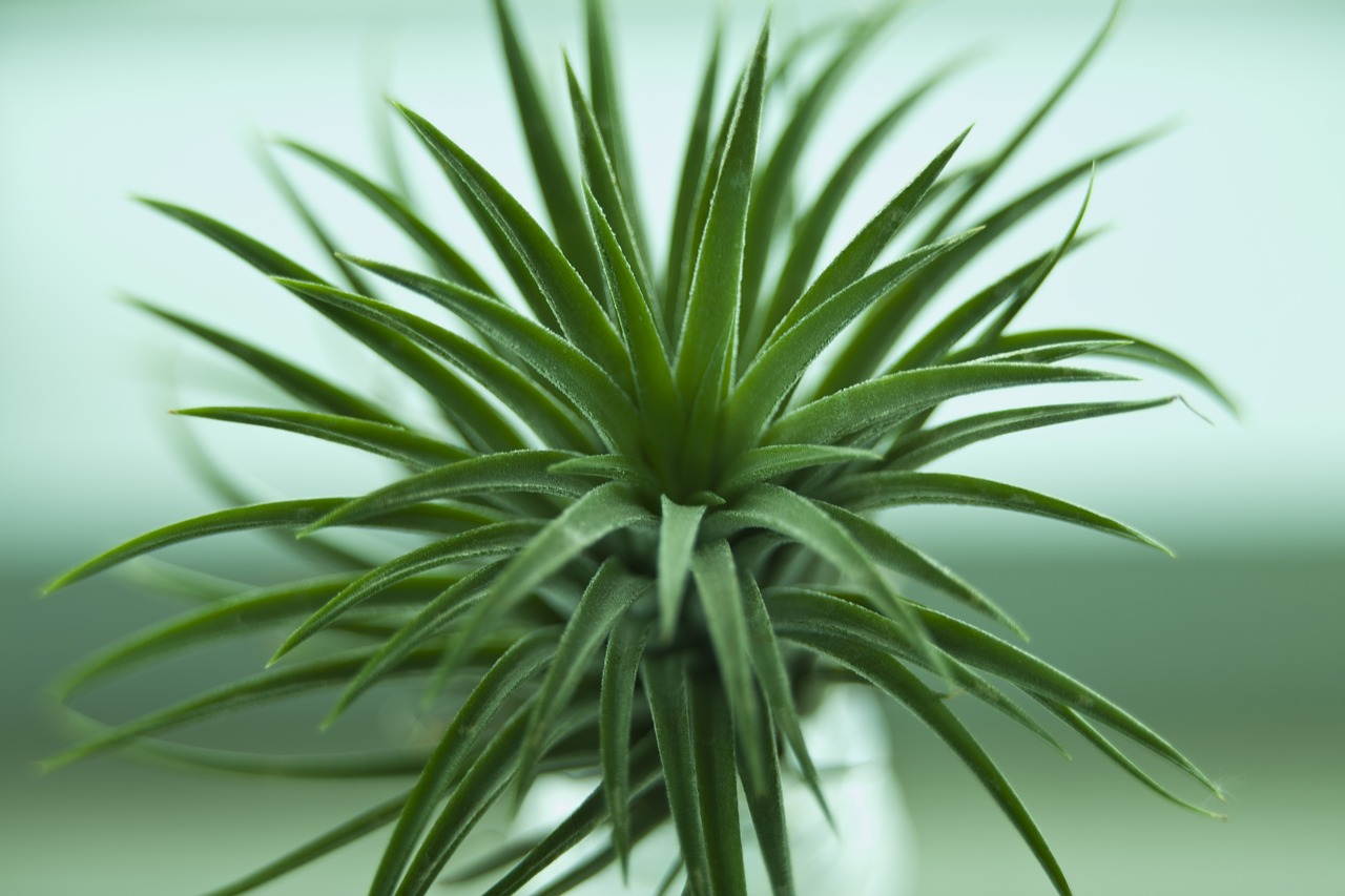 Image - fleshy in this green flower plants