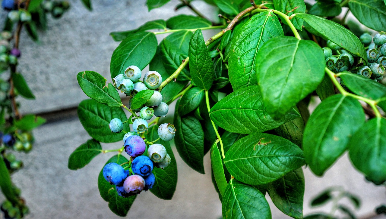 Image - fruit blueberry plant italy