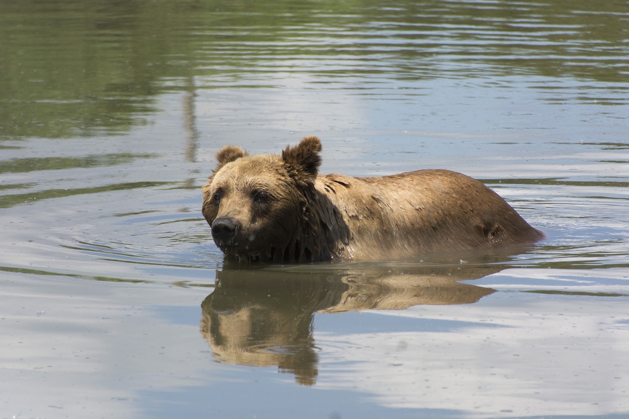 Image - beast bear hairy nature predator