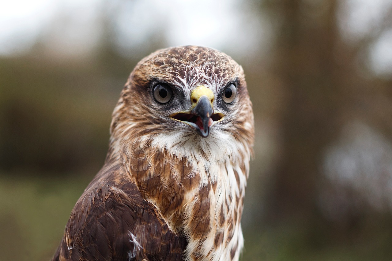 Image - bird beak feather animal fly owl