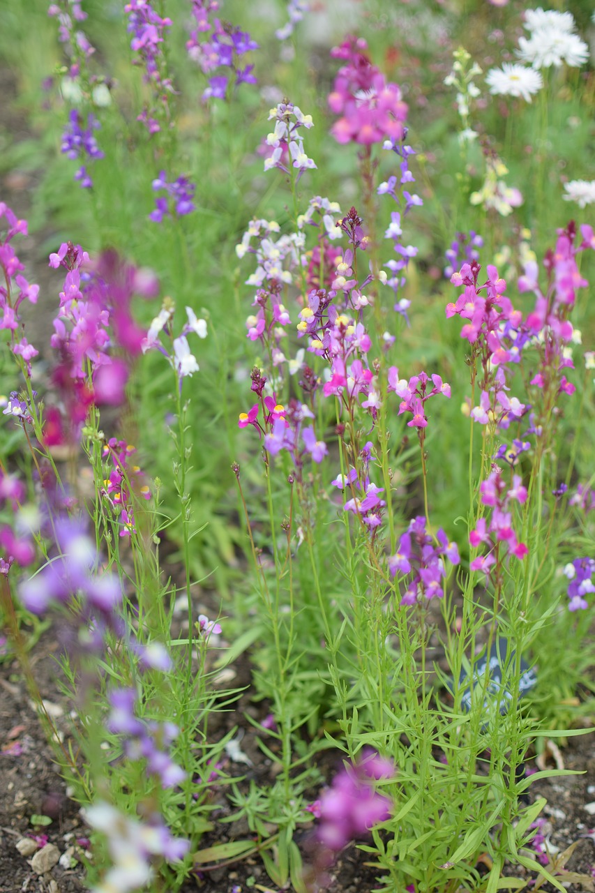 Image - flower national trust garden