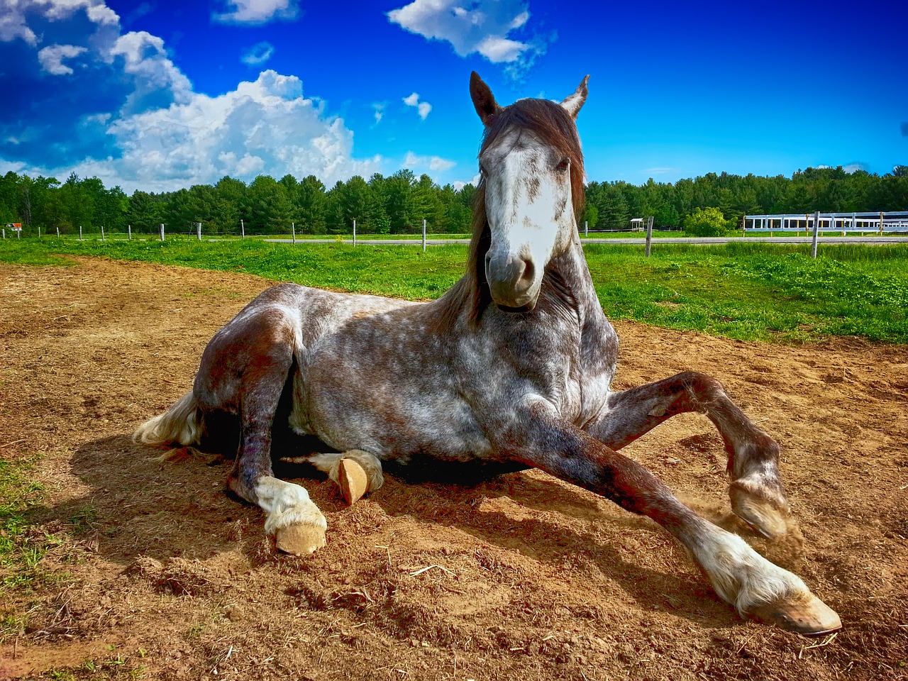 Image - horse countryside farm animal