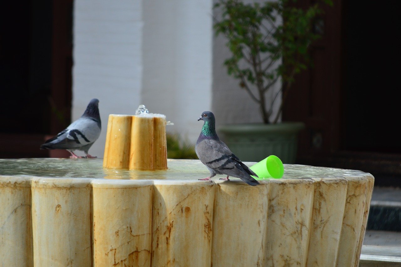 Image - water mosque pigeon