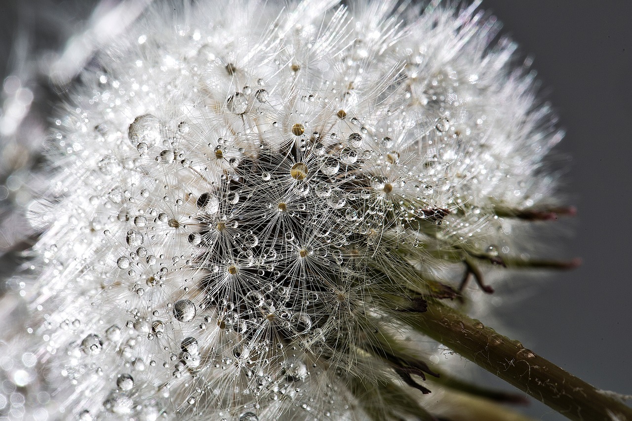 Image - dandelion flower plant wet water