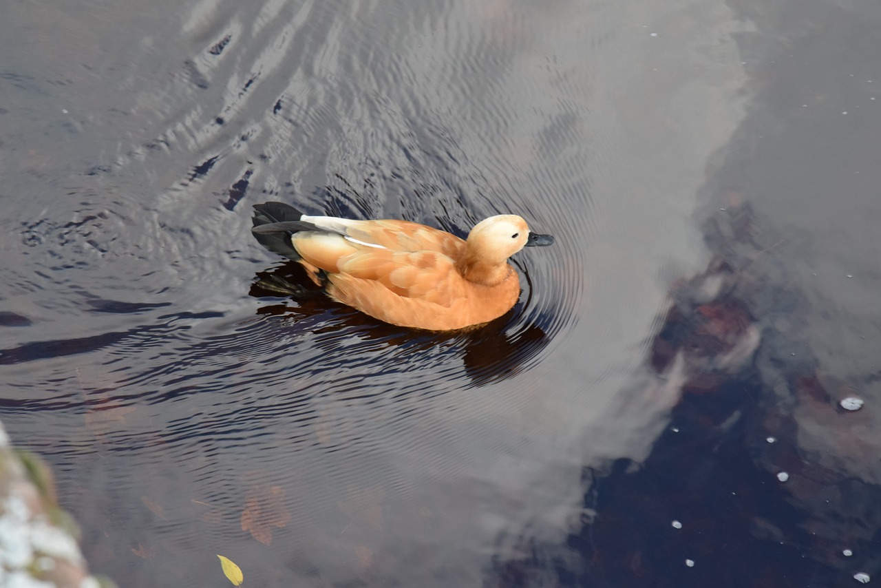 Image - duck orange water peaceful bird