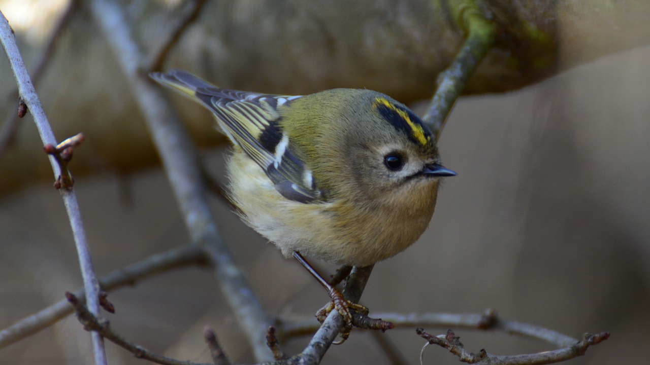 Image - mysikrólik the smallest russian bird