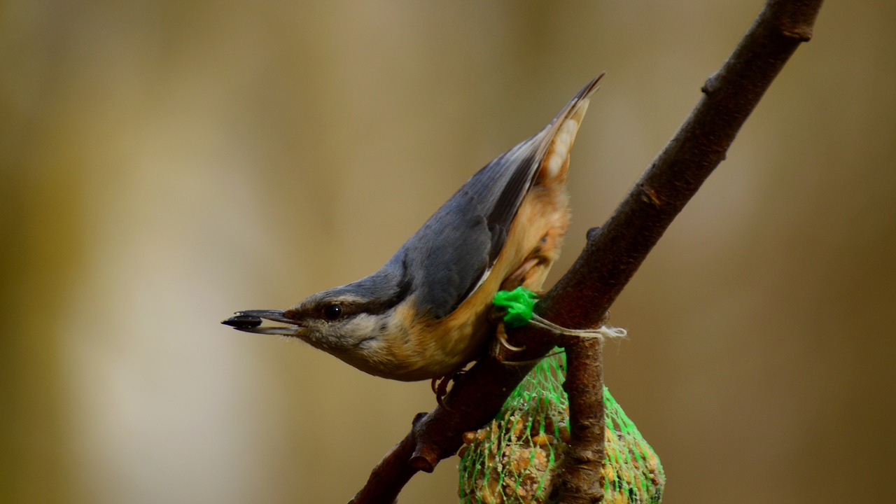 Image - small lakomka nuthatch