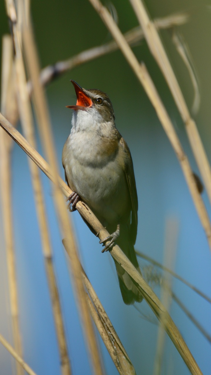 Image - singing on trzcince trzciniak