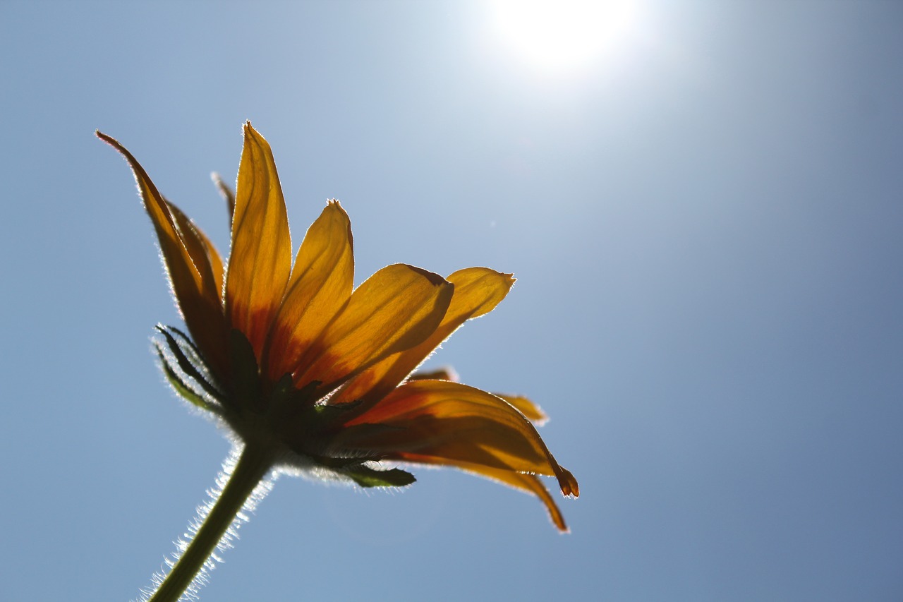 Image - flower rudbeckia beautiful flower