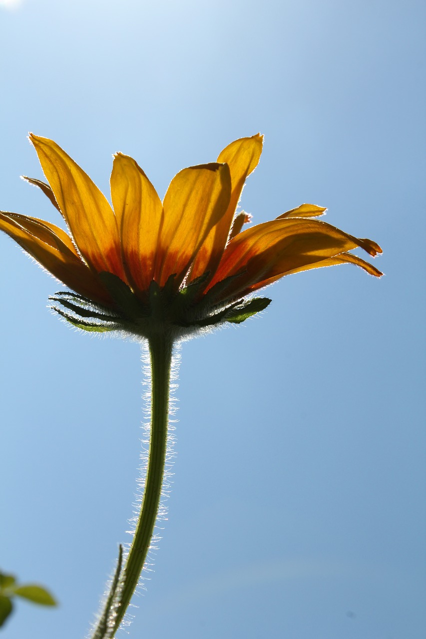 Image - flower rudbeckia beautiful flower