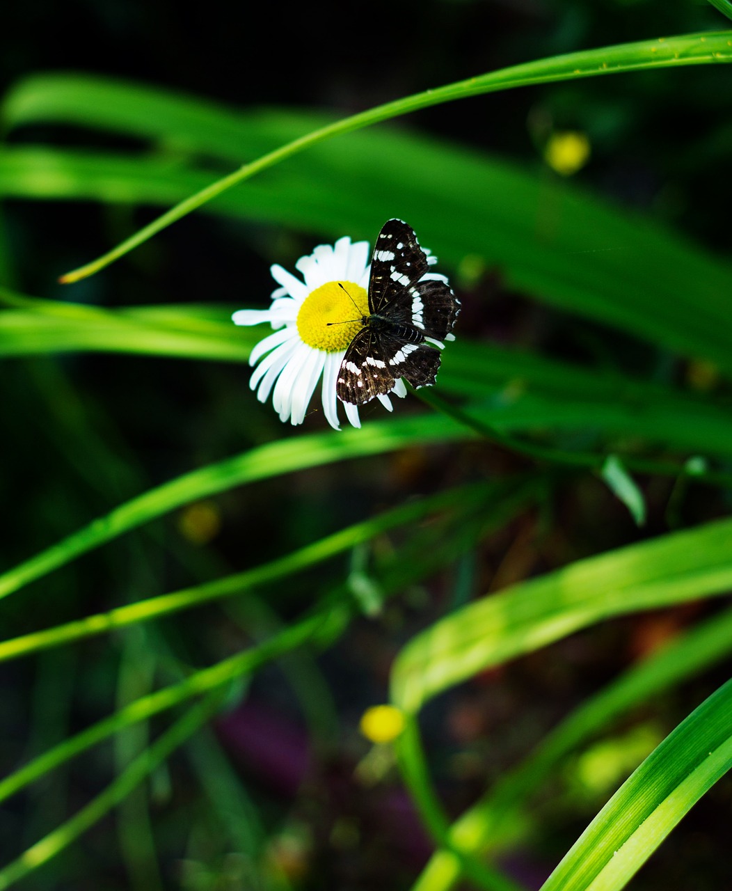 Image - summer daisy butterfly