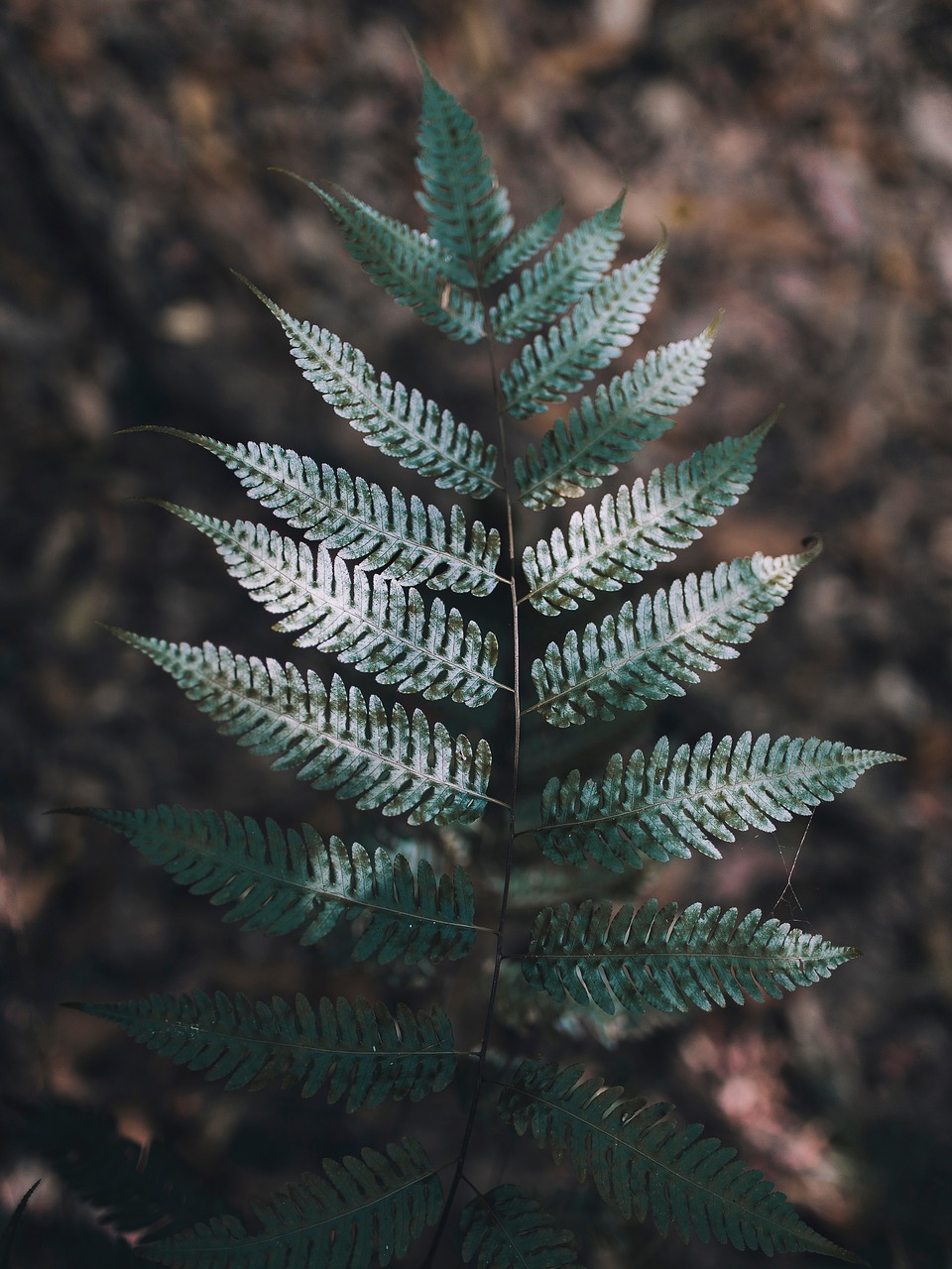 Image - green leaf fern plant nature