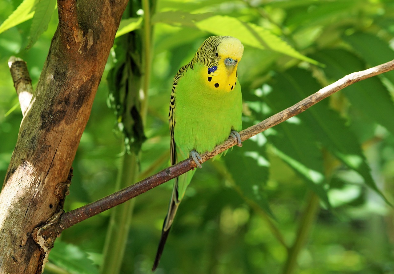 Image - budgie bird animal bill food