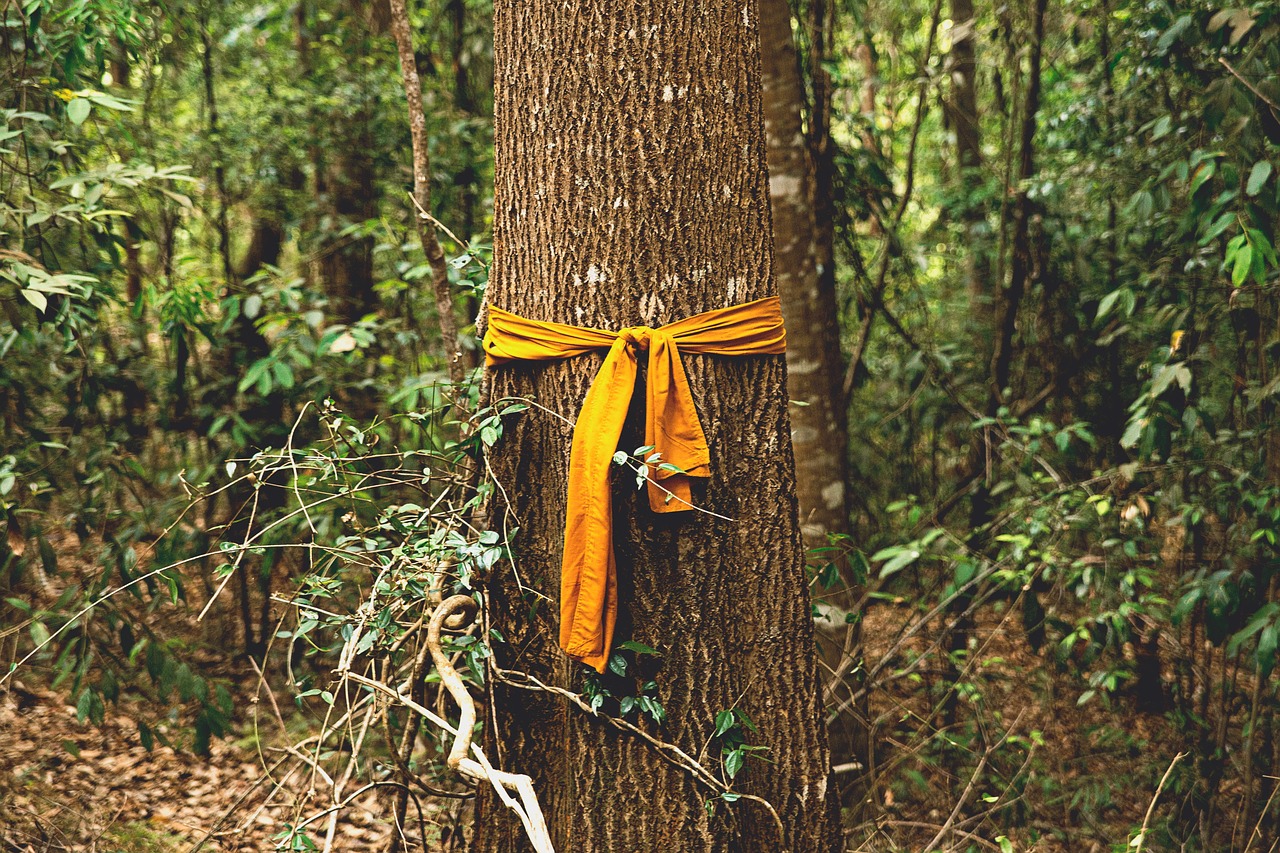 Image - yellow cloth tree plant forest