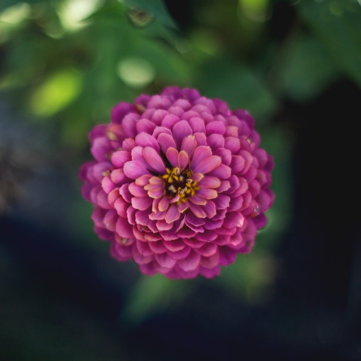 Image - flower bloom blossom petals