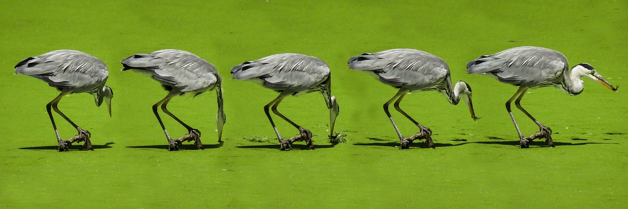 Image - nature bird heron hunting fish