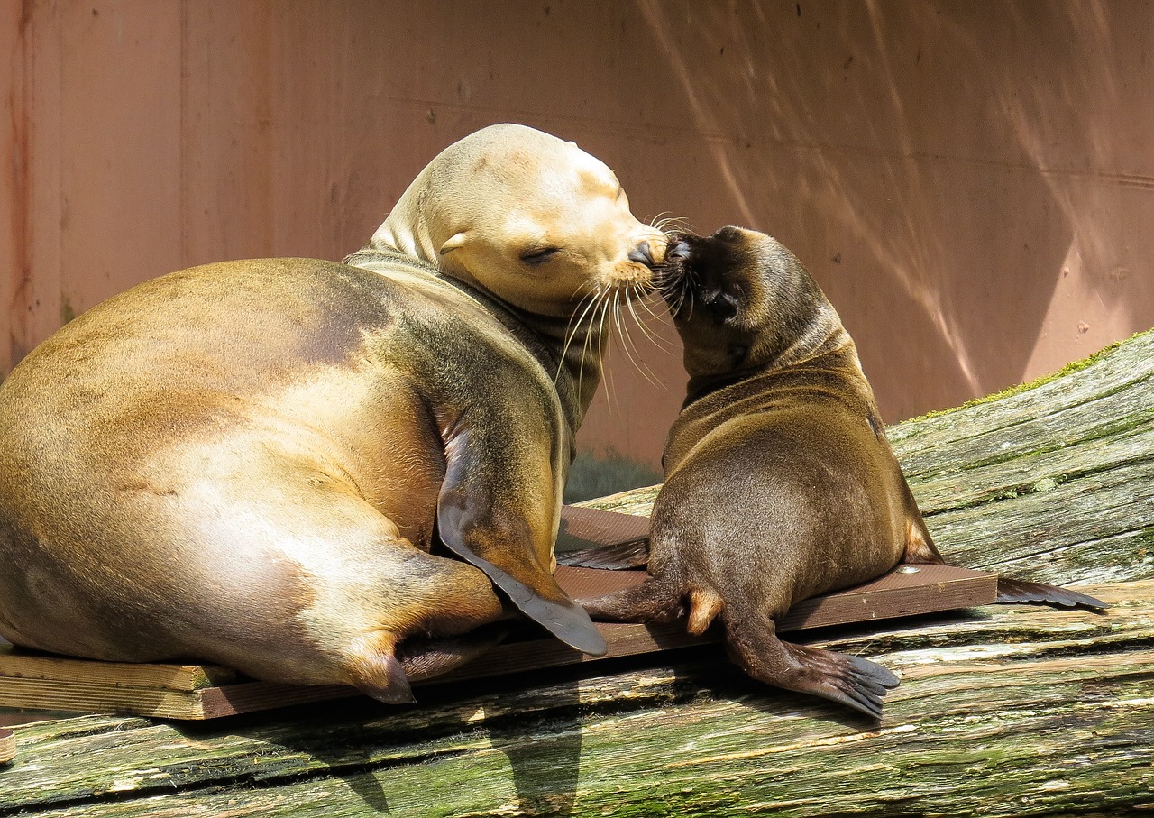 Image - animal sea lion young animal