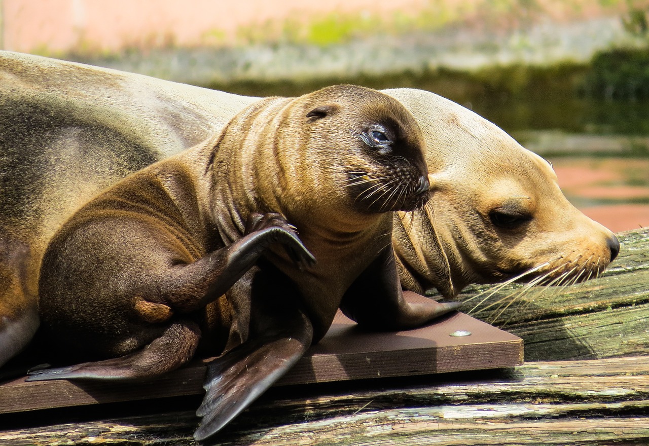 Image - animal sea lion young animal