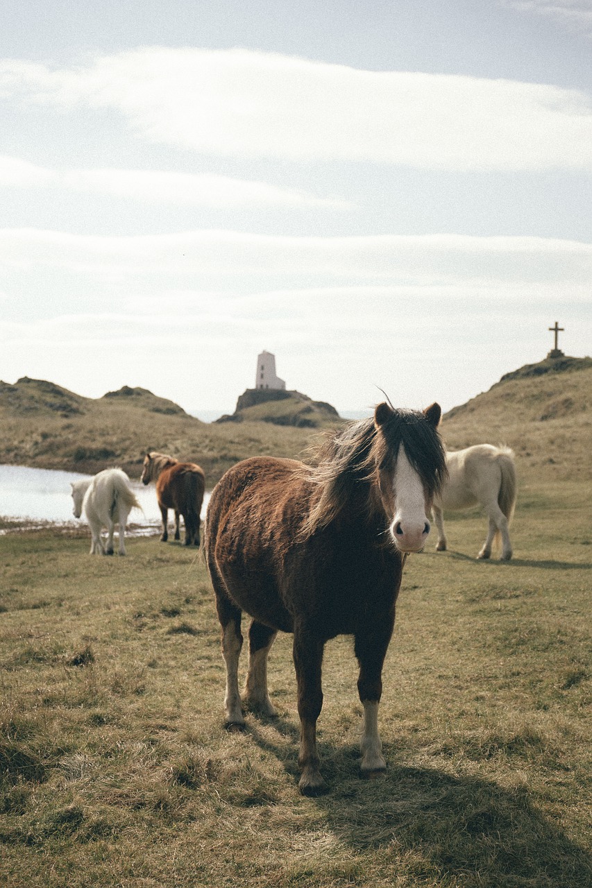 Image - sea water coast grass highland