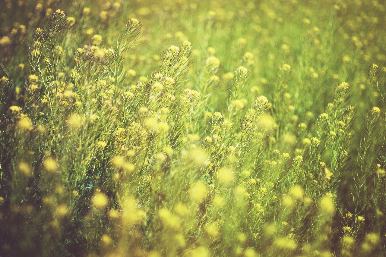 Image - yellow green flowers farm yard