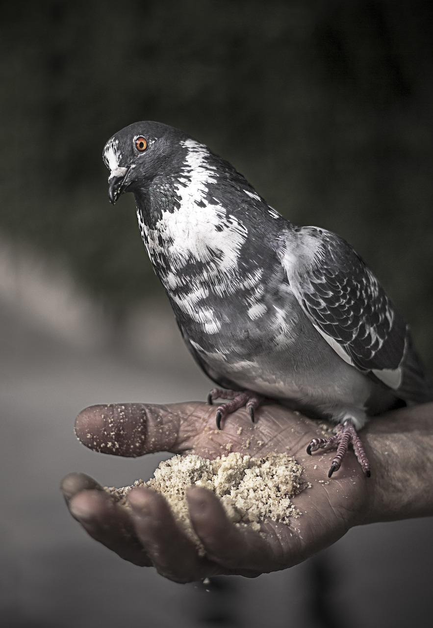 Image - bird wing pigeon animal fly wild