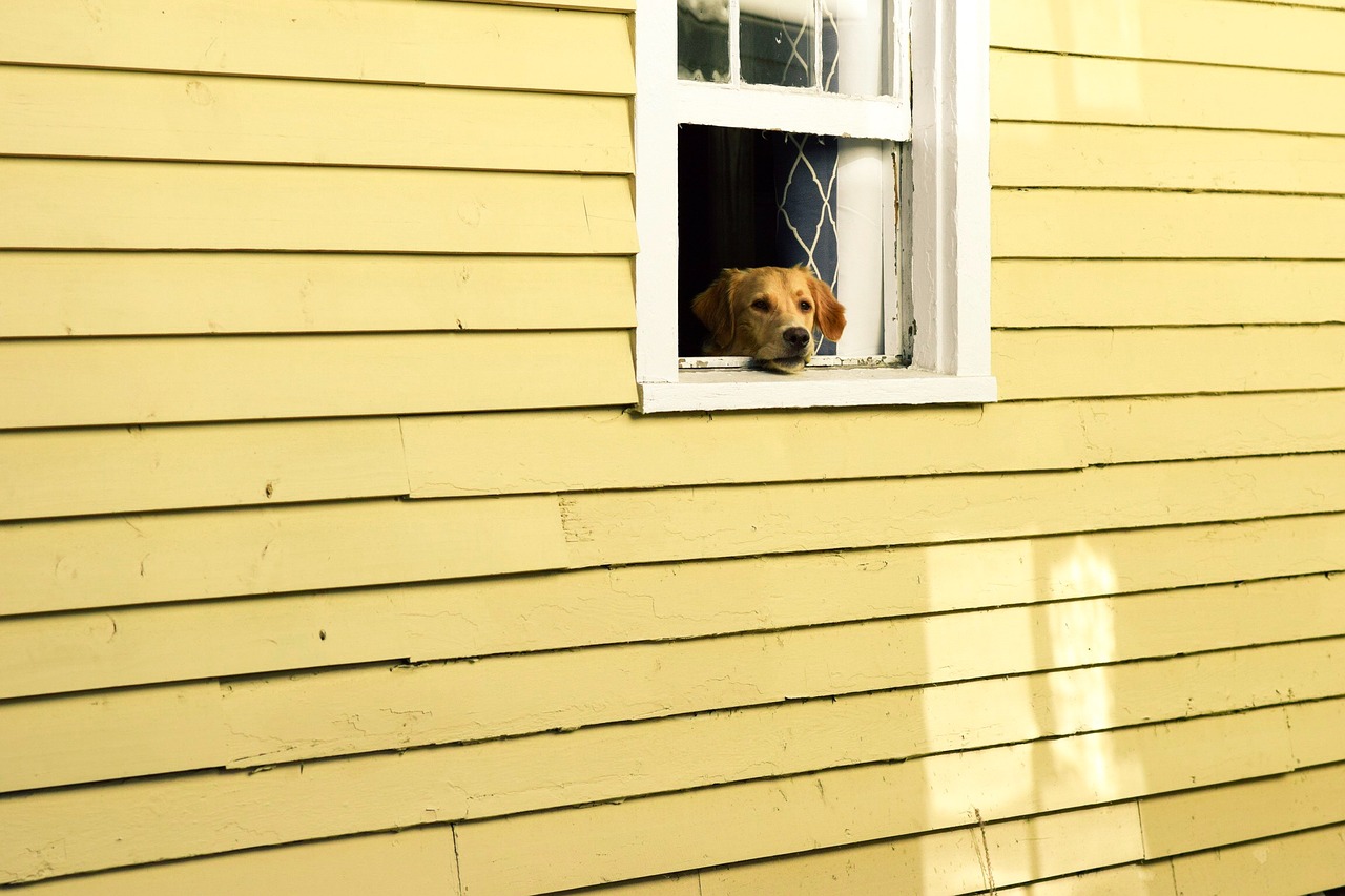 Image - house window pet animal dog puppy