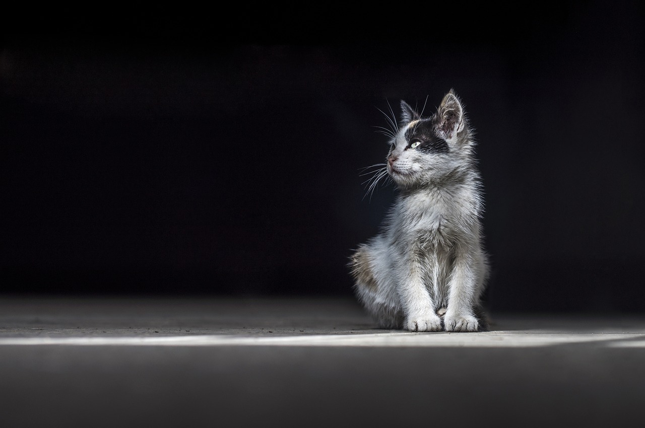 Image - cat cute animal domestic cute cat