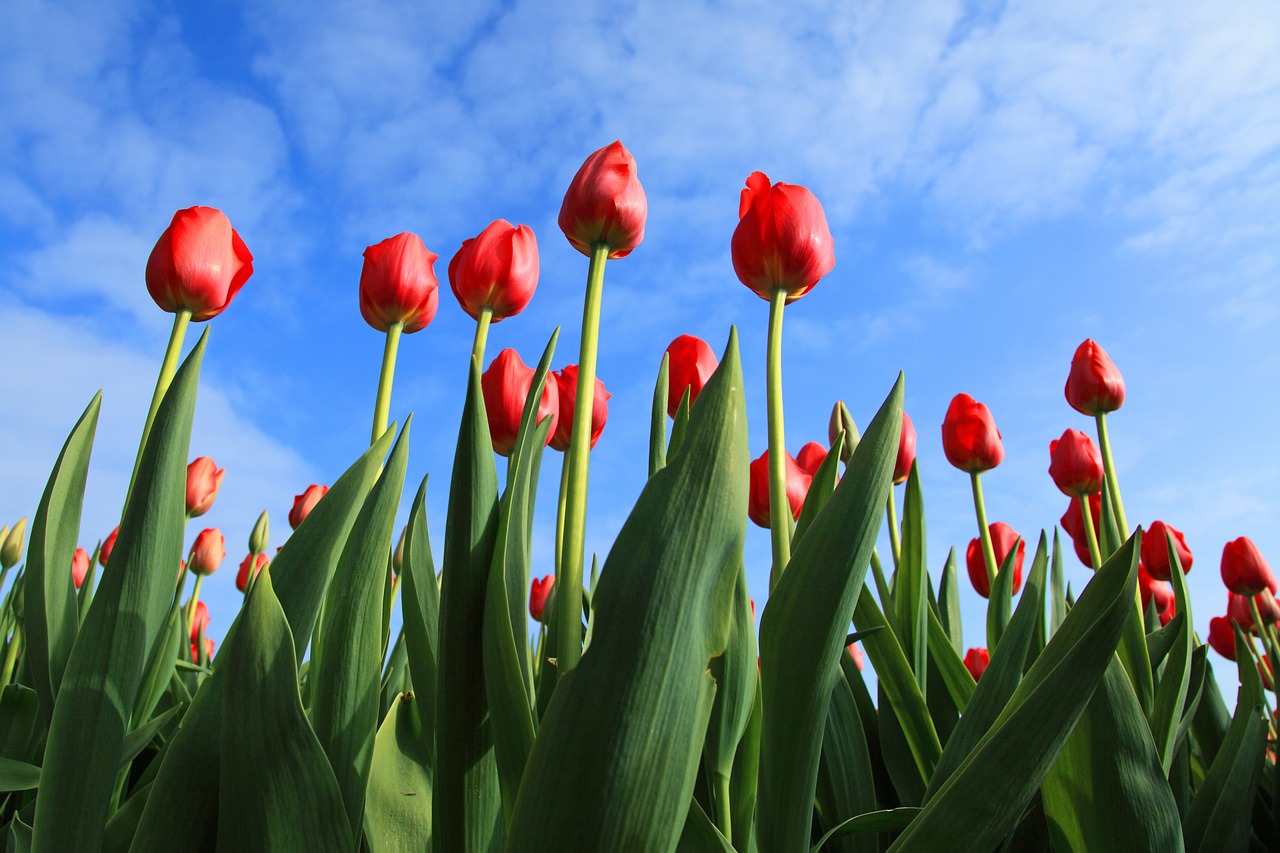 Image - tulips tulip field fields red