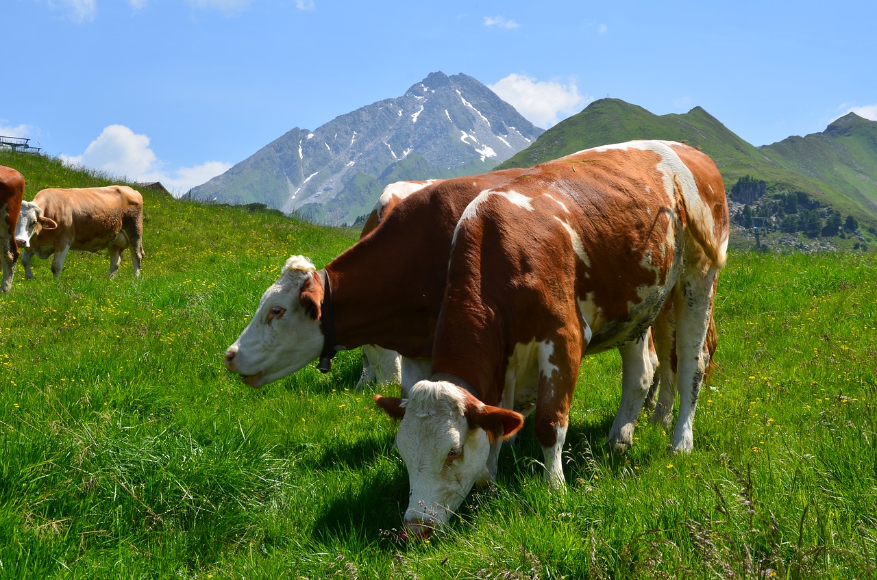 Image - mountains cows alm austria alpine