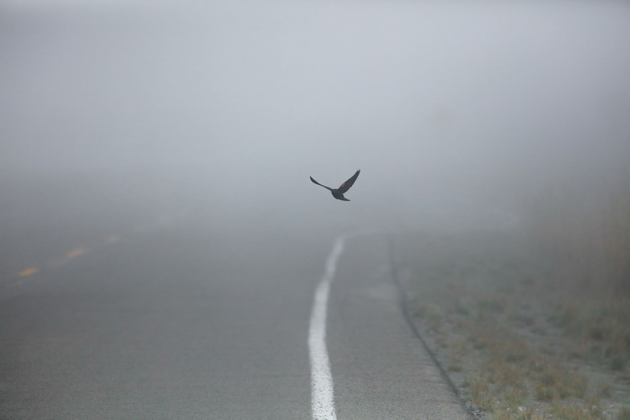 Image - road street fog outdoor bird