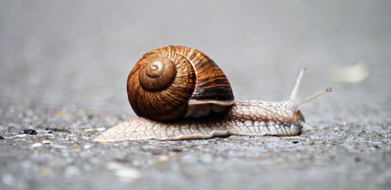 Image - snail animal snail shell inch