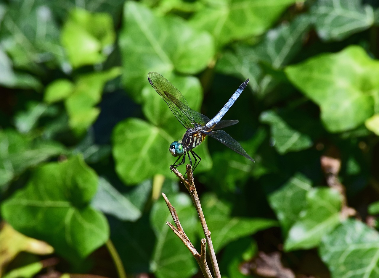 Image - blue dragonfly dragonfly insect