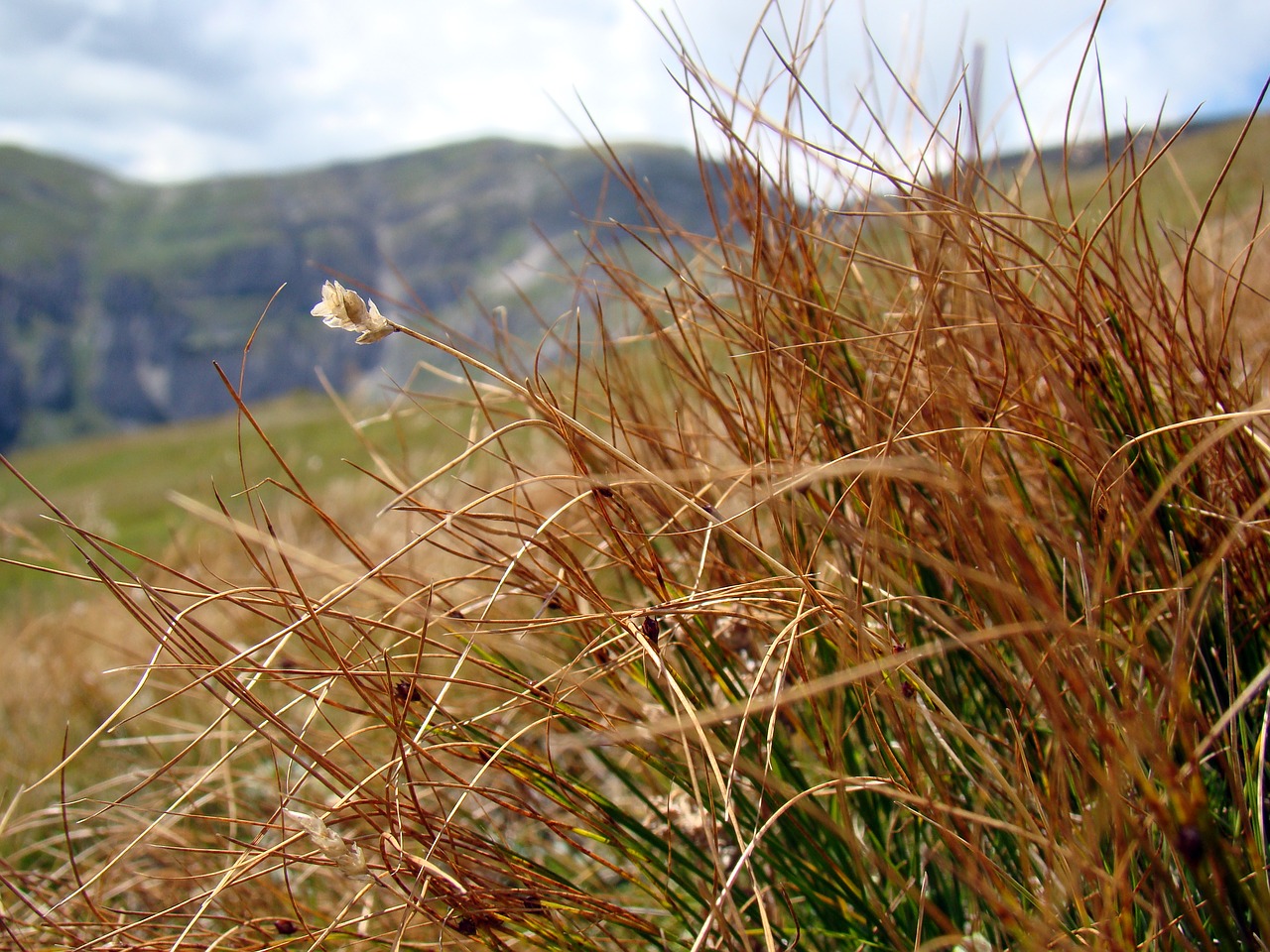 Image - dry grass grass mountains nature