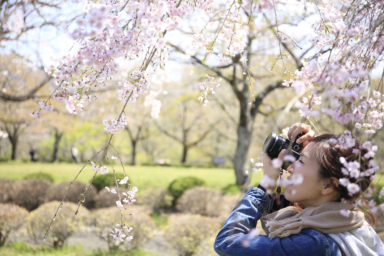 Image - flower white petal bloom garden