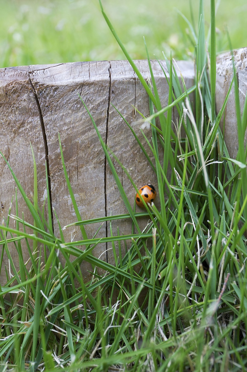 Image - lady bug insect green leaves grass