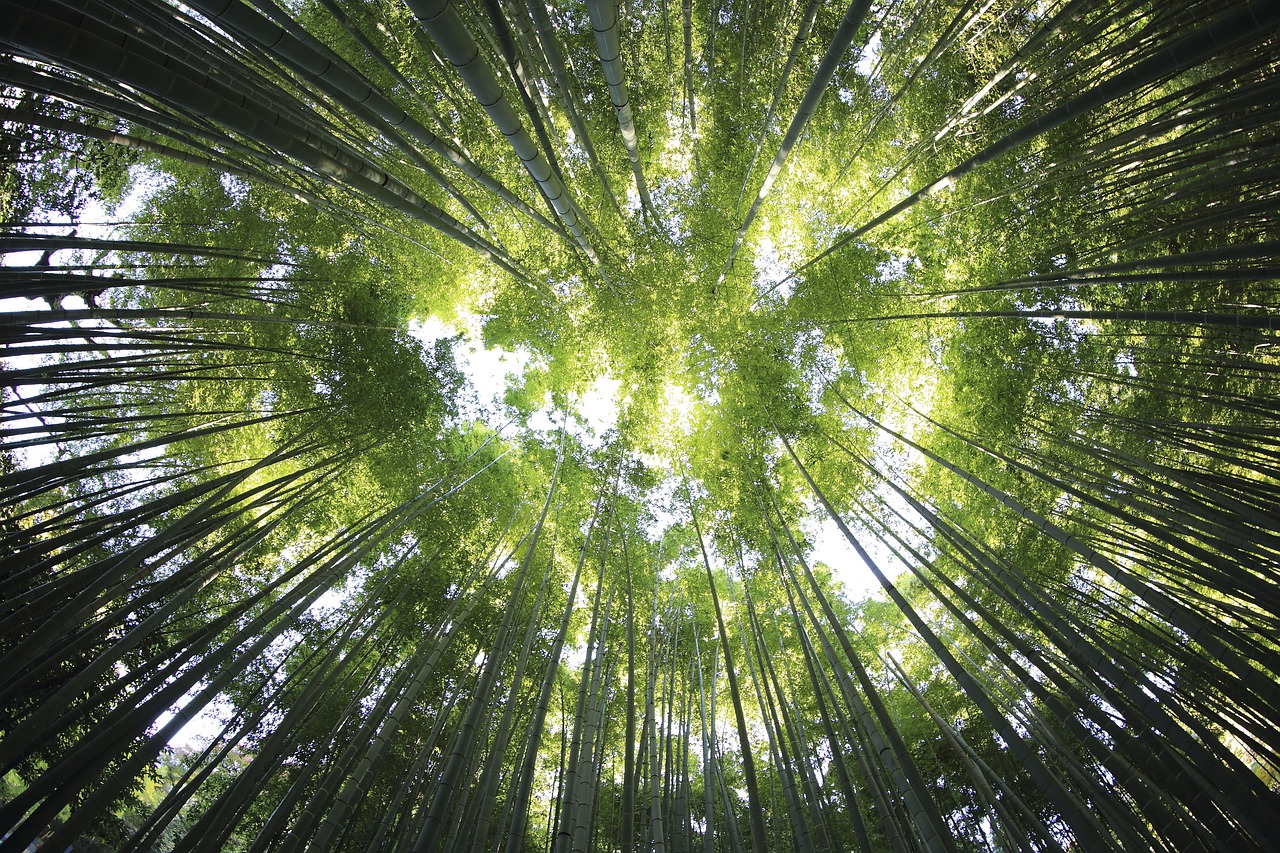 Image - nature landscape woods forest