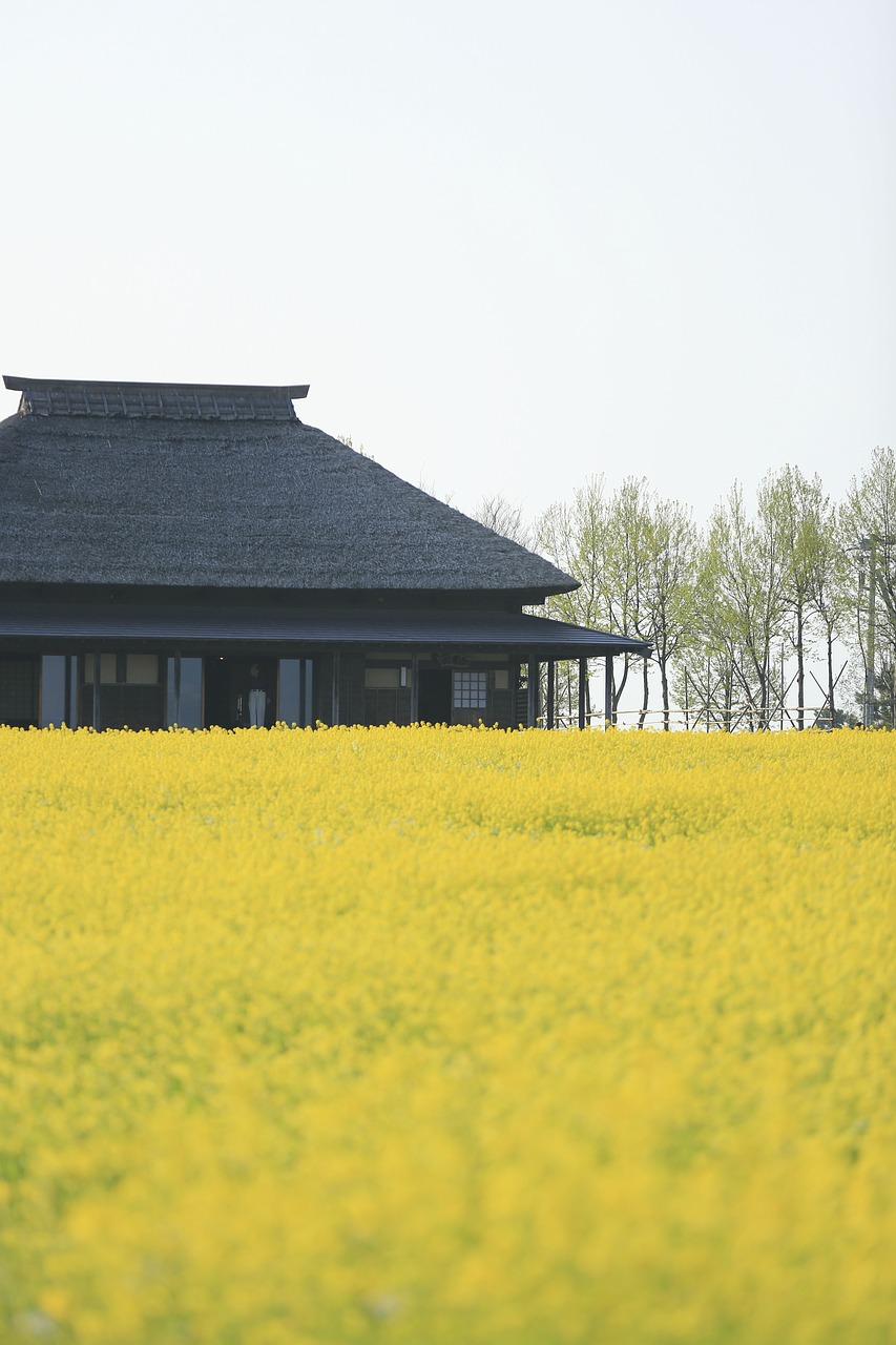 Image - green leaves field house home