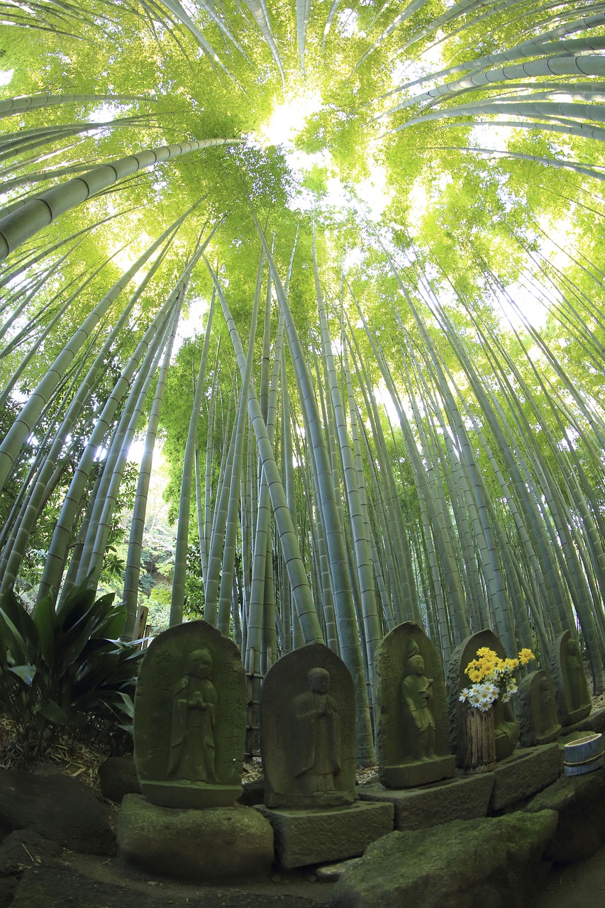 Image - nature leaves green bamboo woods