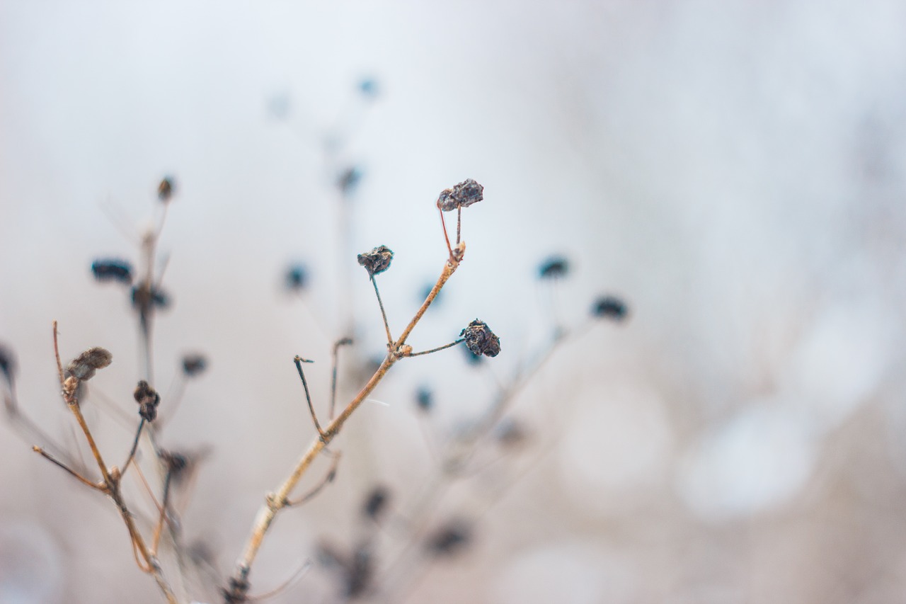 Image - flower dried leaves nature