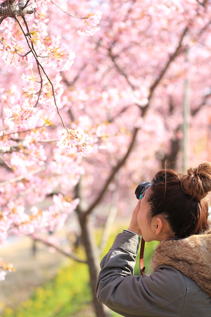 Image - flower white petal bloom garden