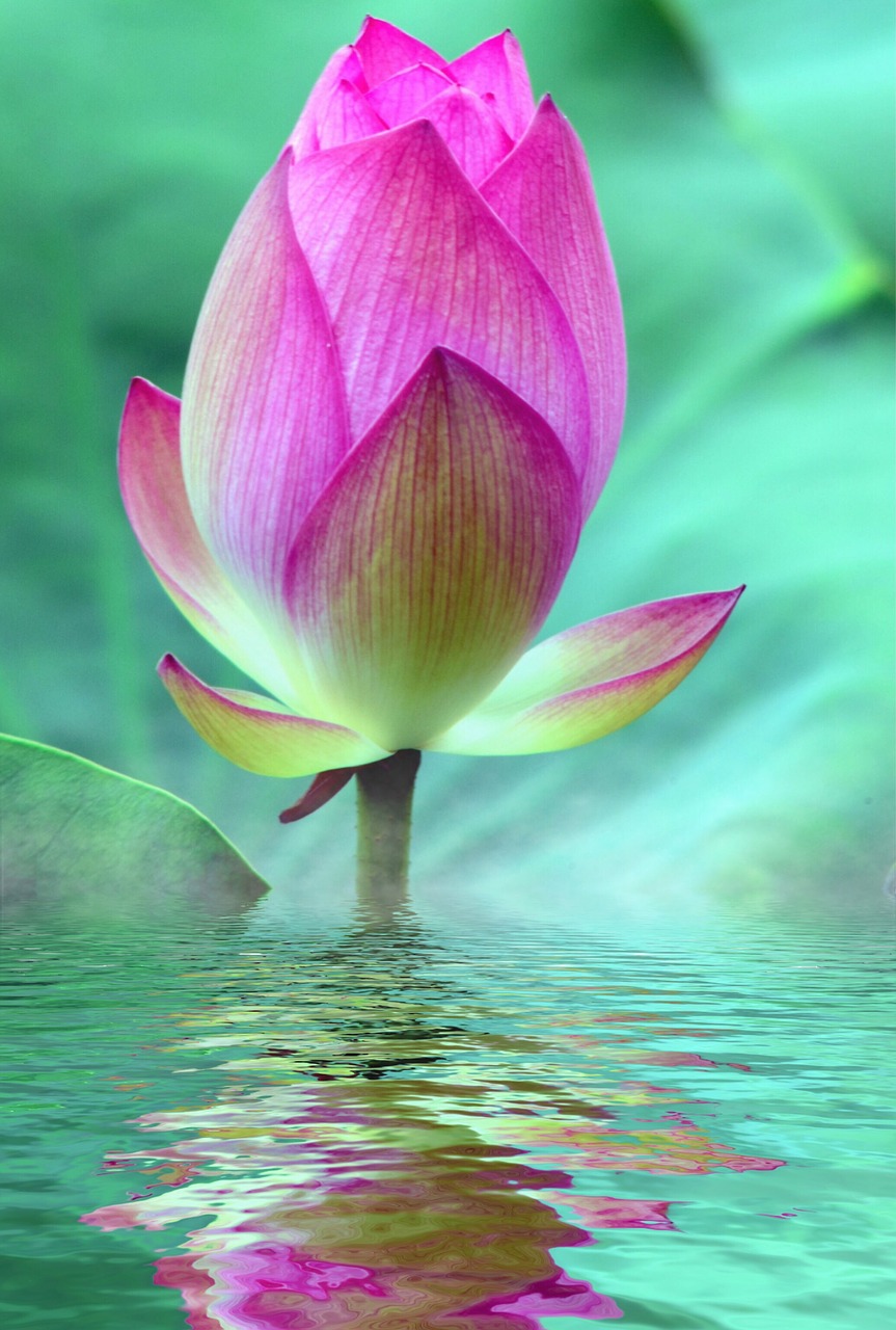 Image - lotus blossom bloom water lily