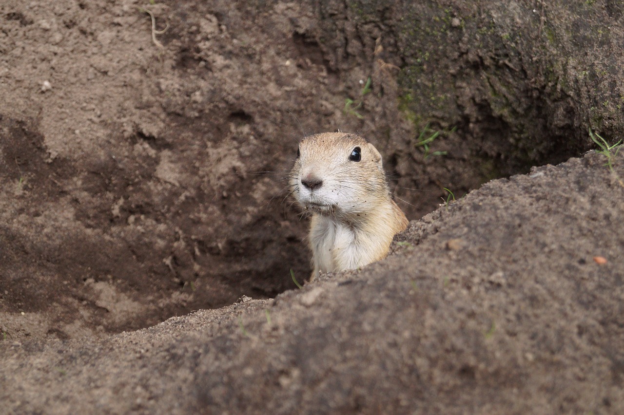 Image - prairie dog rodent animal nager