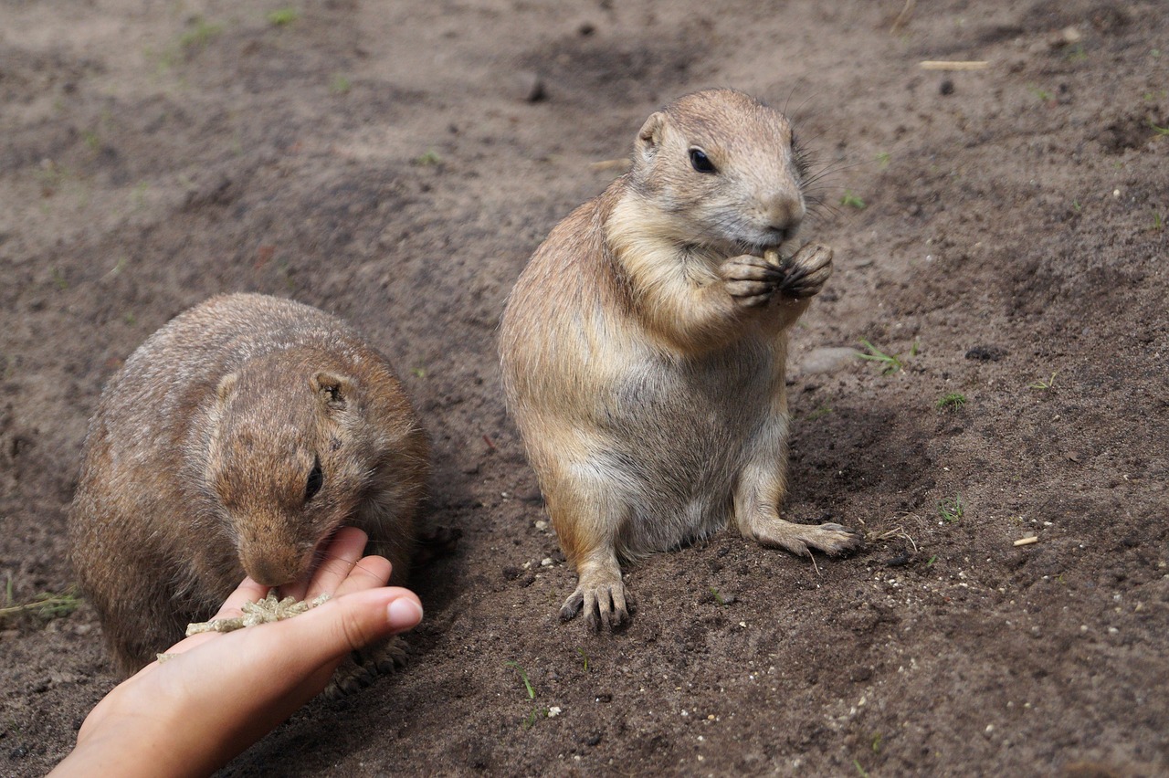 Image - prairie dogs rodents animals nager