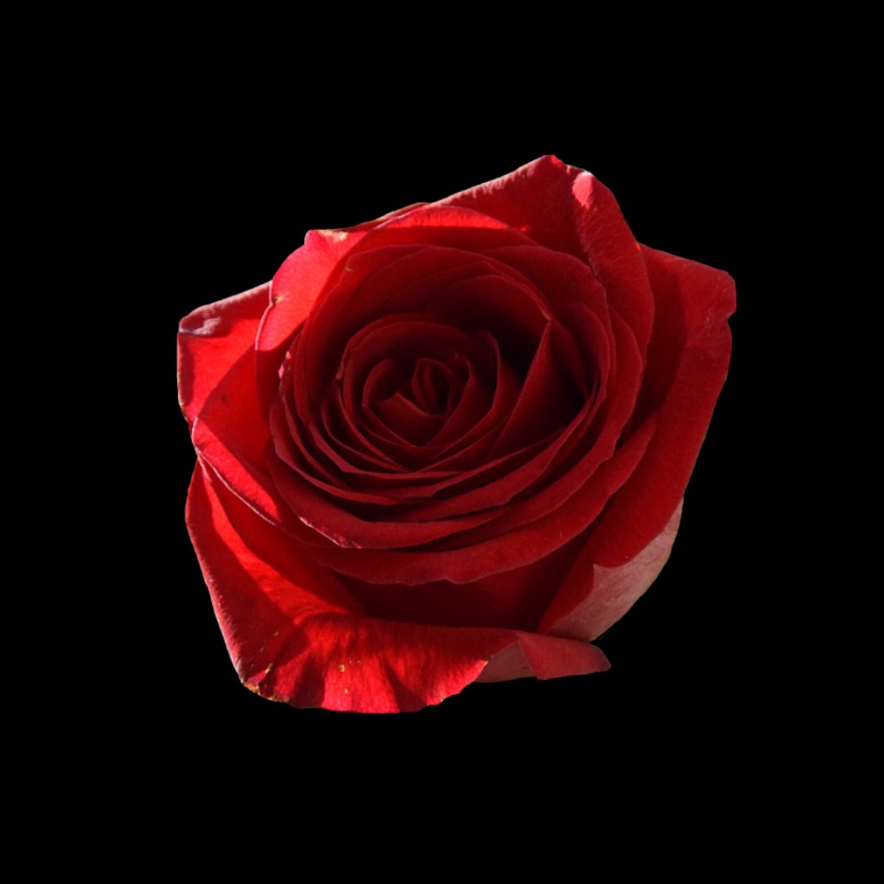 Image - rose red red rose flower isolated