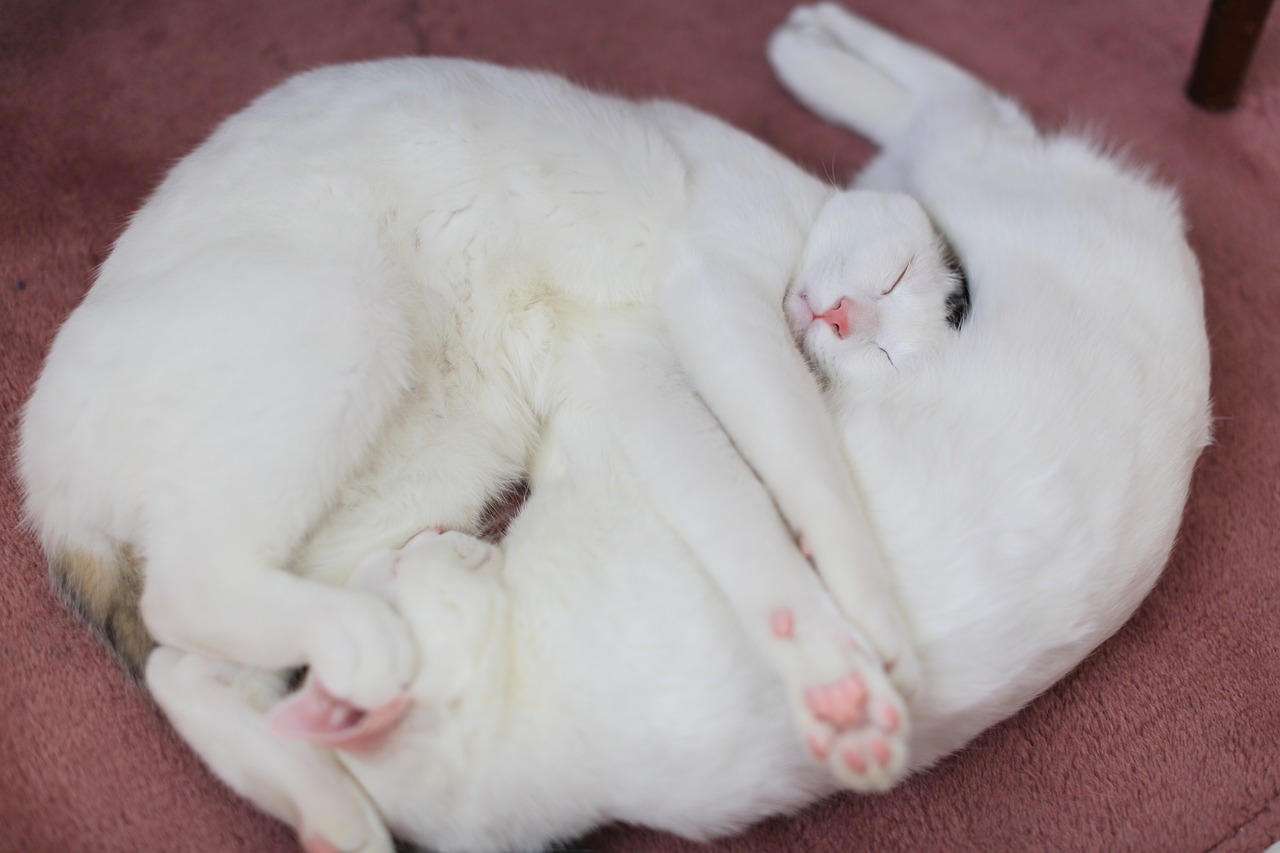 Image - cat animal kitten cute eyes
