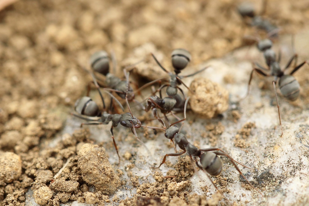 Image - ant insect macro close up