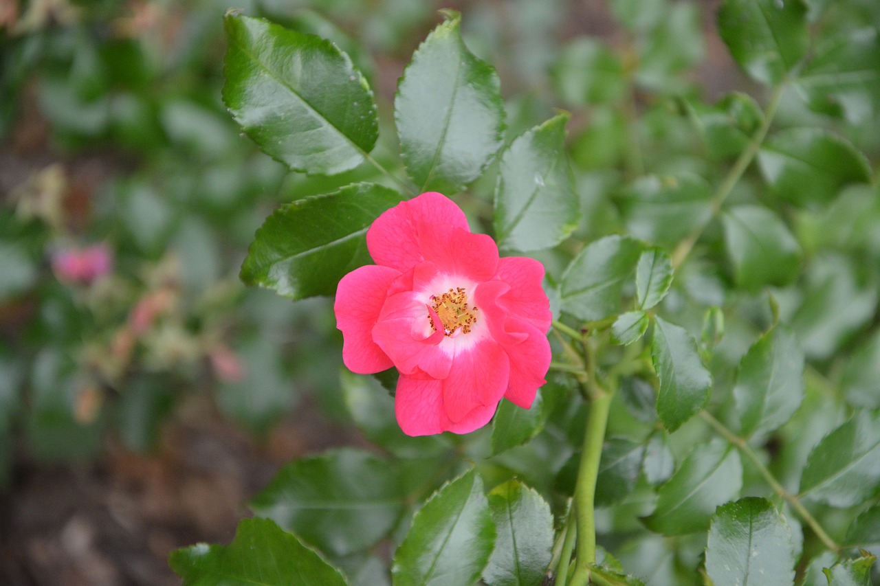 Image - flowers pink petals garden fleuri