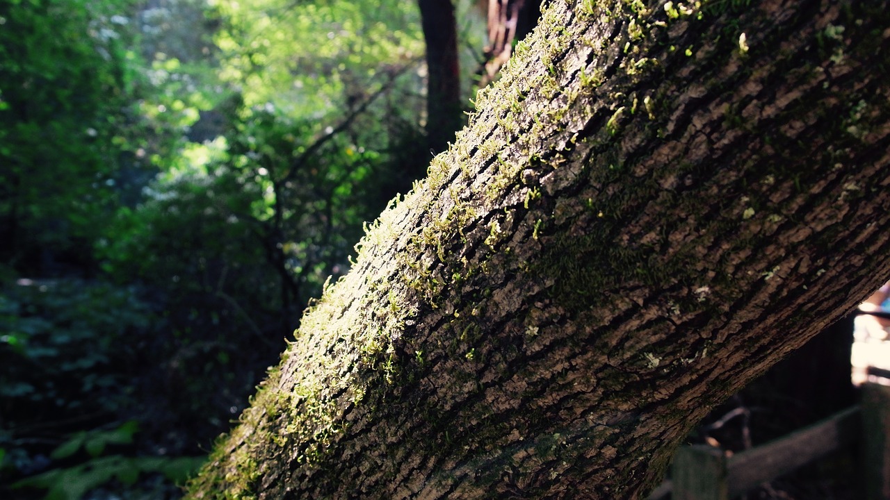 Image - tree moss nature forest green