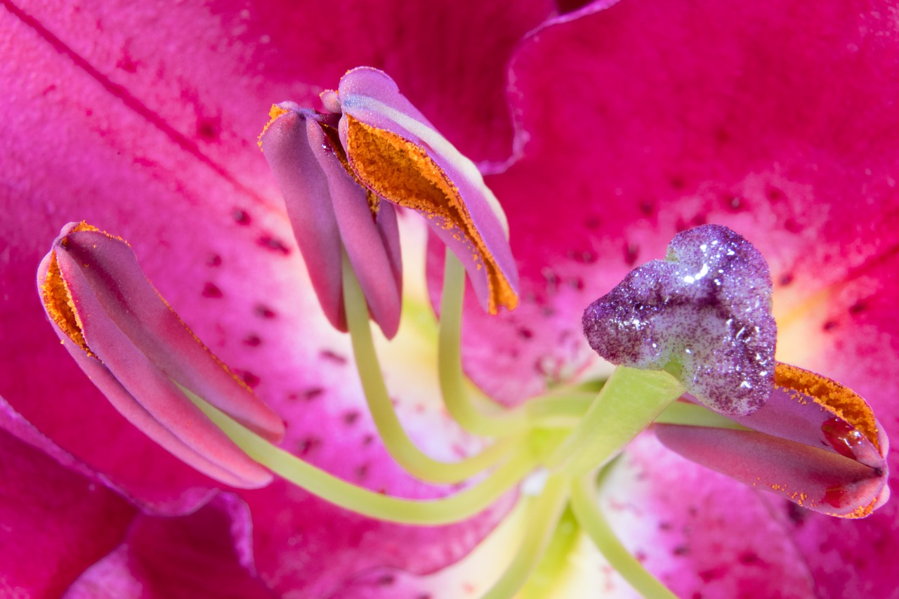 Image - lily stamens blossom bloom nature